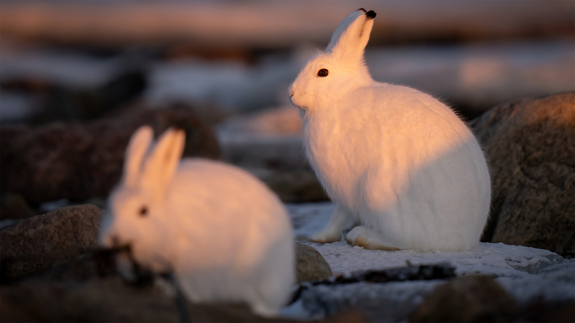 Arctic hare
