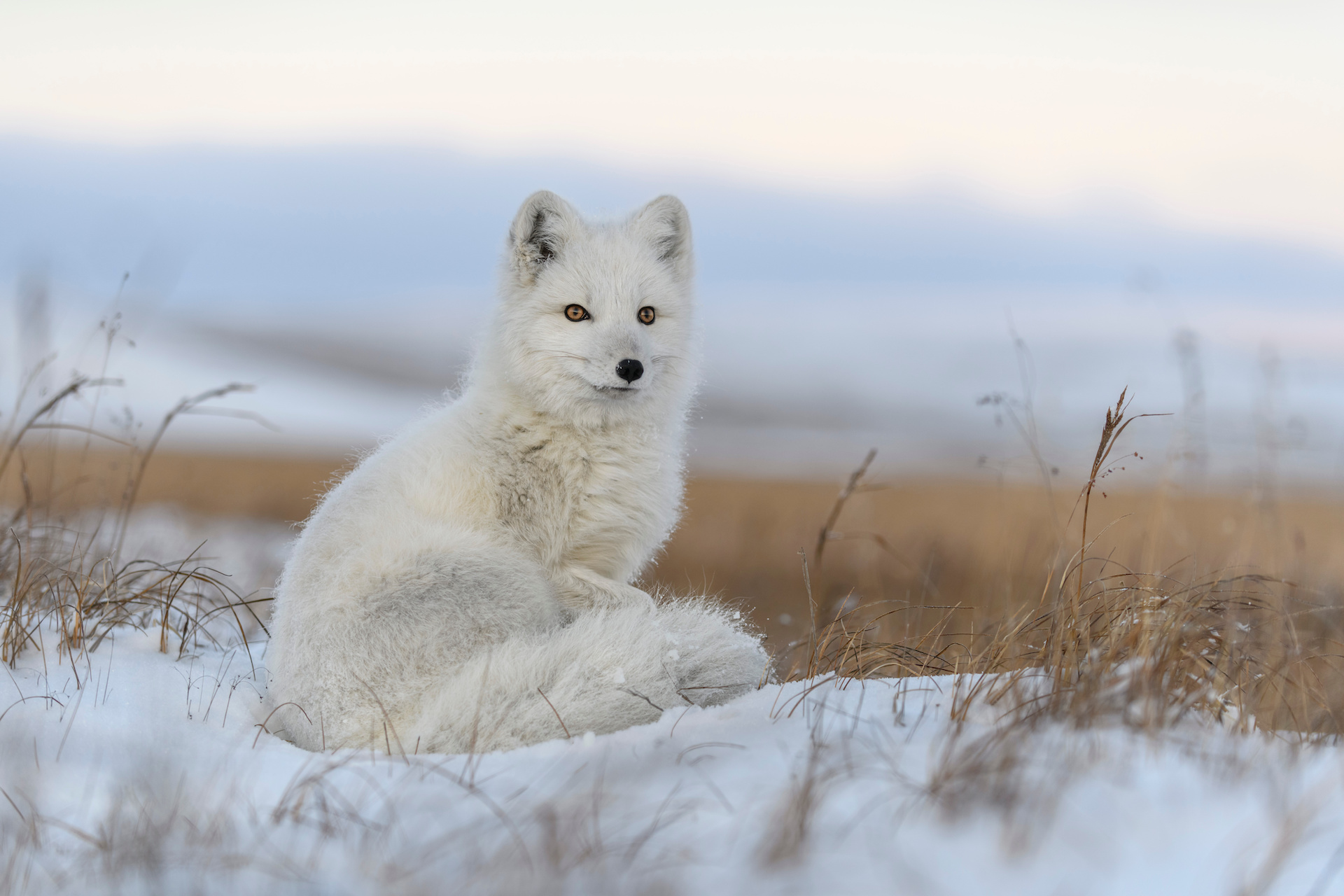 Arctic fox
